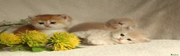 British Shorthair cats for sale: Champion Bloodline Blue Golden/Golden BSH/BLH - Advert 1