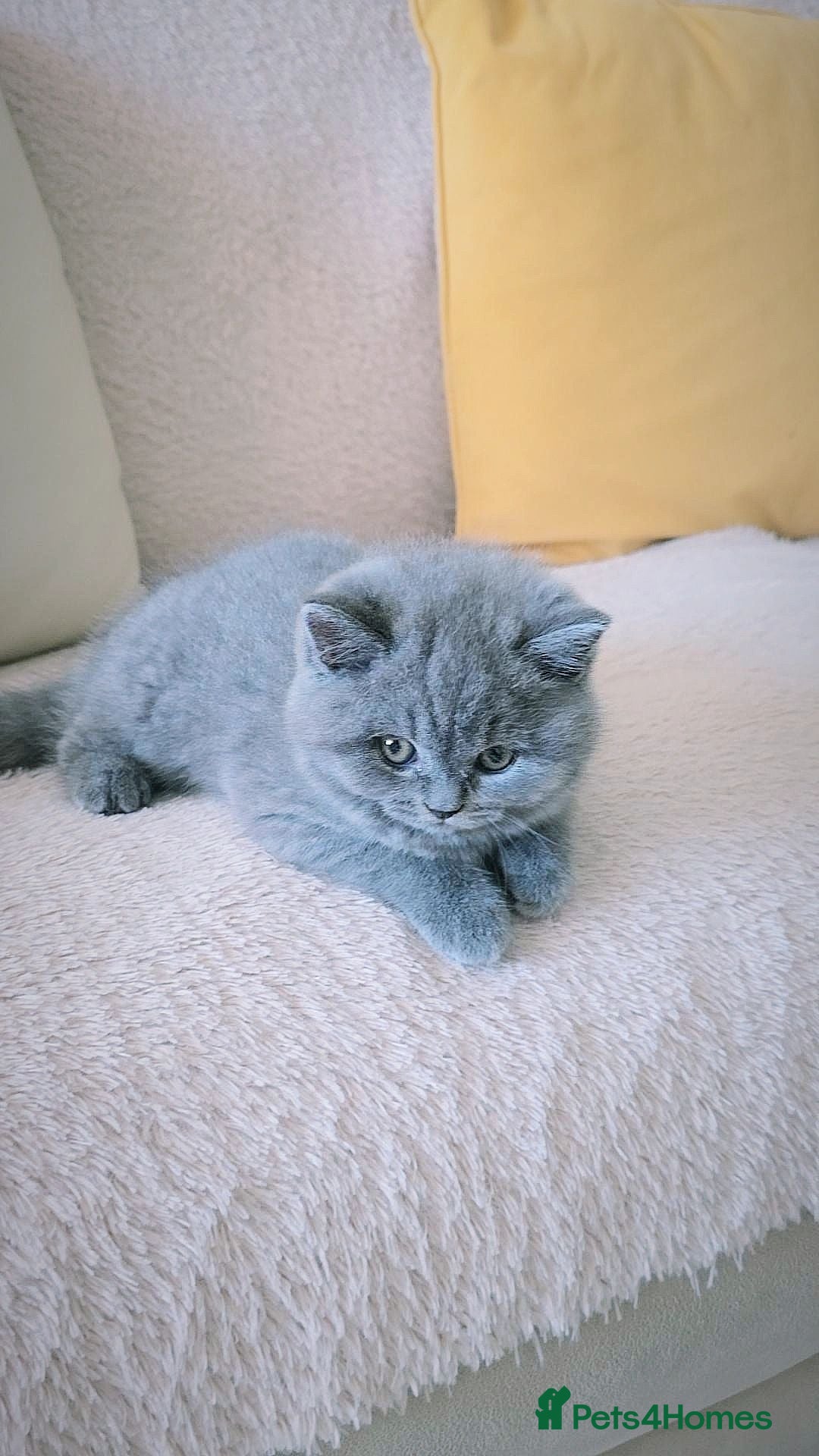 British Shorthair cats British Shorthair Kittens | Champion Lines - Advert 1