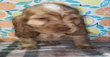 Cocker Spaniel dogs - Advert 8