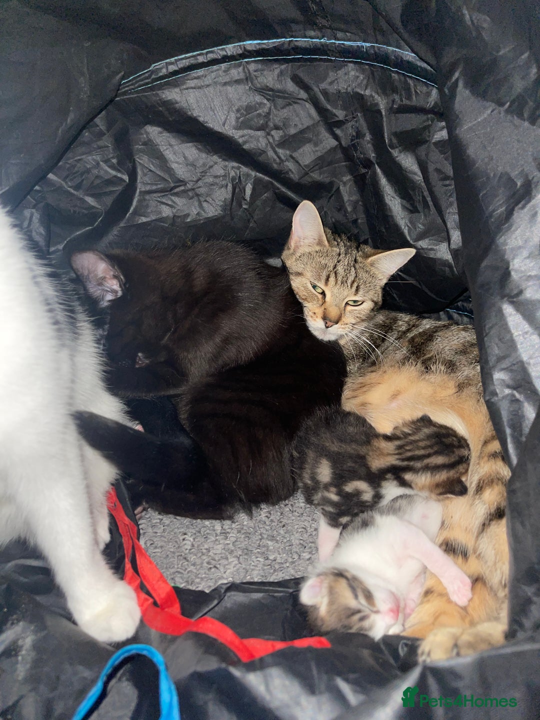 Mixed Breed cats for sale: Two female kittens for sale  - Advert 5