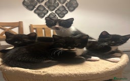 Domestic Shorthair cats for sale: Domestic short hair  - Image 10