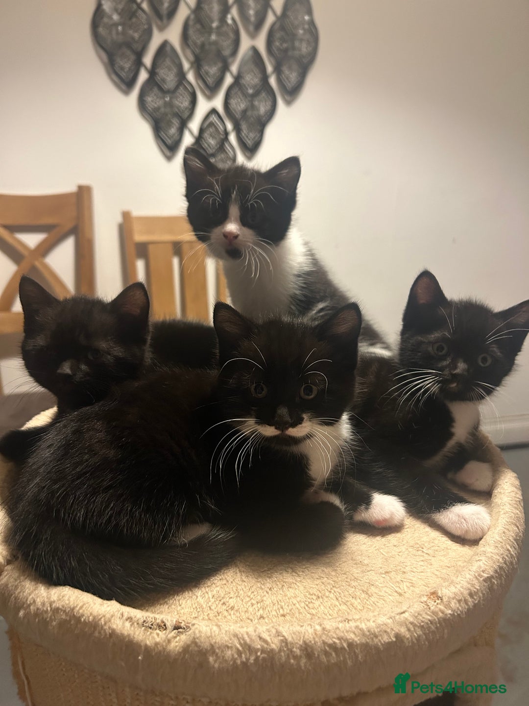 Domestic Shorthair cats for sale: Domestic short hair  - Image 10