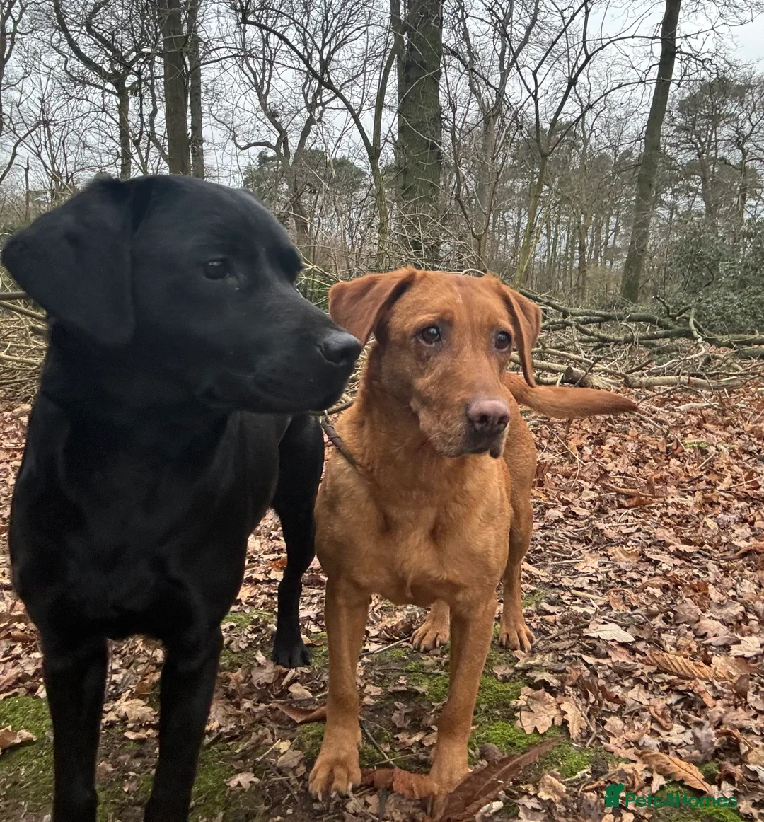 Labrador Retriever dogs for stud: Health Tested Working Labrador Retriever for stud in Burton-on-Trent - Advert 13