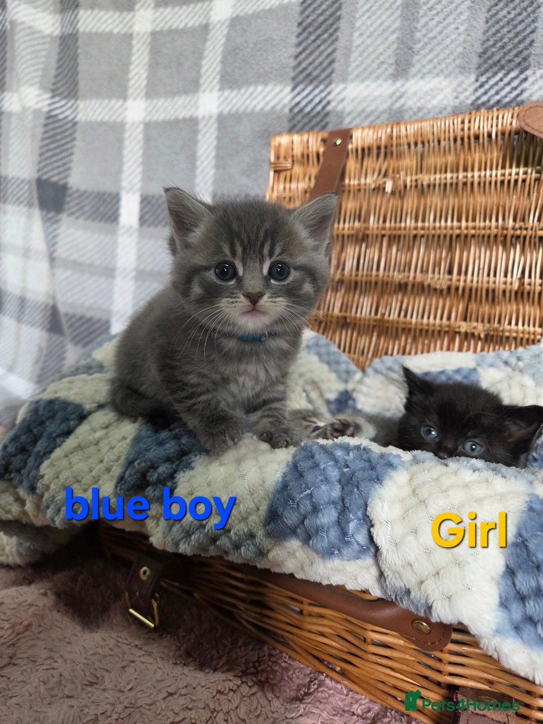 Mixed Breed cats for sale: Beautiful kittens  - Image 19