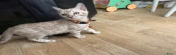 Bengal cats for sale: Tica Registered Bengal Kittens - Snow and Brown in London - Advert 4