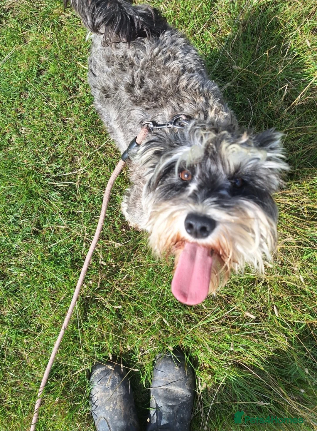 Miniature Schnauzer dogs for sale:  Miniature Schnauzer - Advert 6