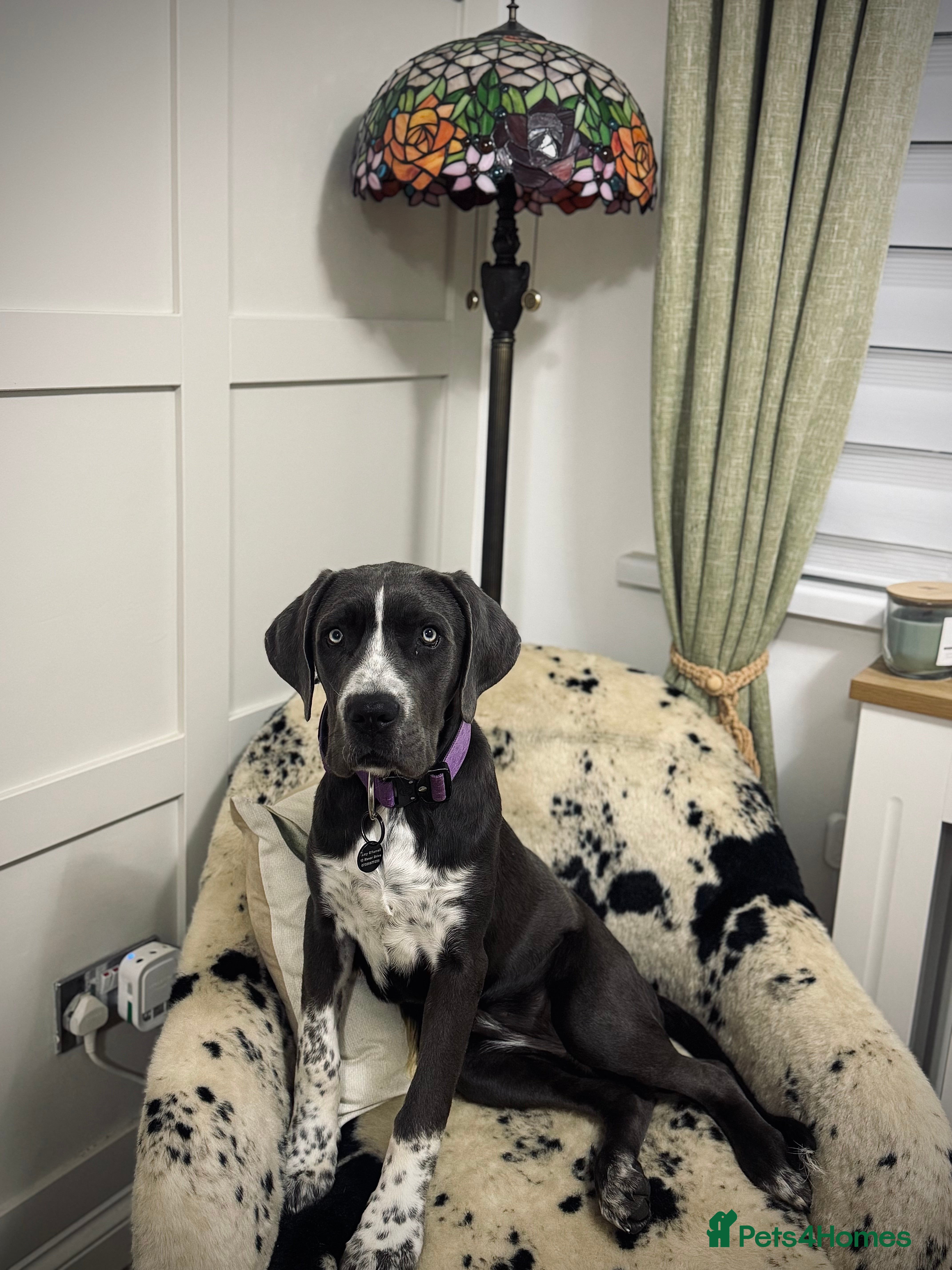 Cane Corso dogs Cassie the cane corso - Advert 7