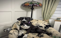 Cane Corso dogs for sale: Cassie the cane corso - Image 1