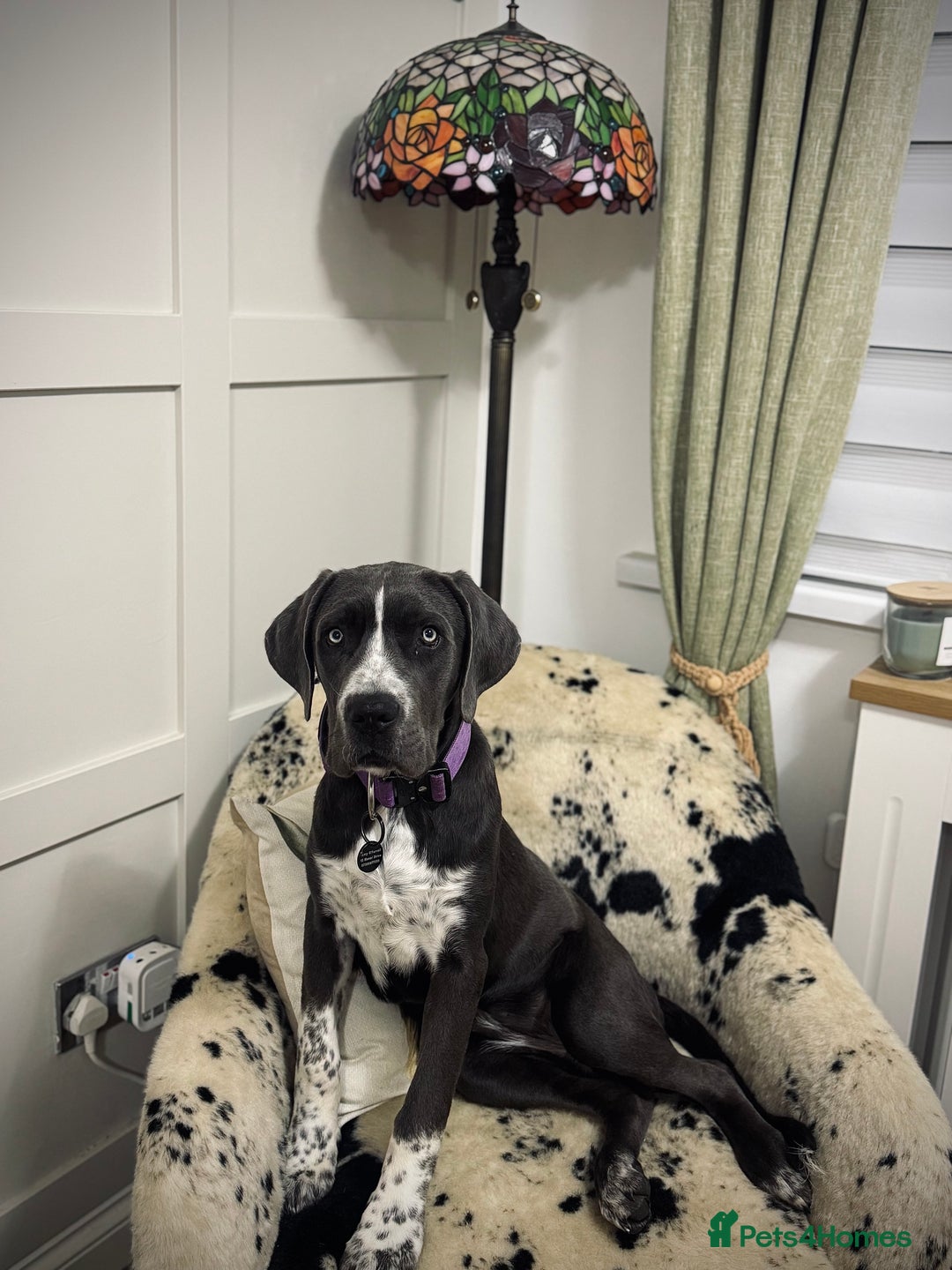 Cane Corso dogs for sale: Cassie the cane corso - Image 1