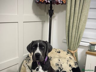 Cane Corso dogs - Advert 1