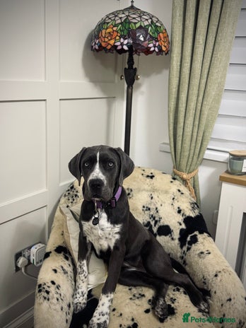 Cane Corso dogs - Advert 1