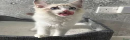Ragdoll cats for sale: Beautiful Ragdoll Kittens - Advert 21