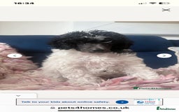 Toy Poodle dogs for sale: REDUCED 1 beautiful boy left  - Image 3