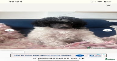 Toy Poodle dogs - Advert 2