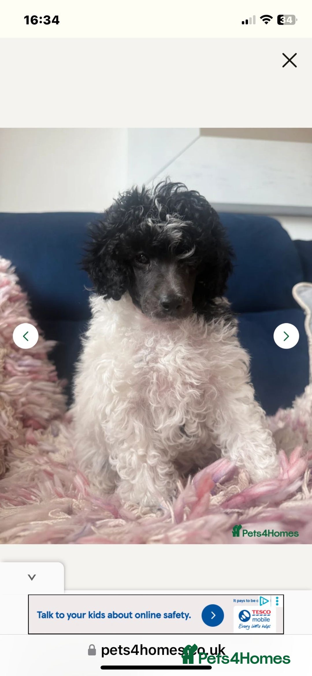 Toy Poodle dogs for sale: REDUCED 1 beautiful boy left  - Image 3