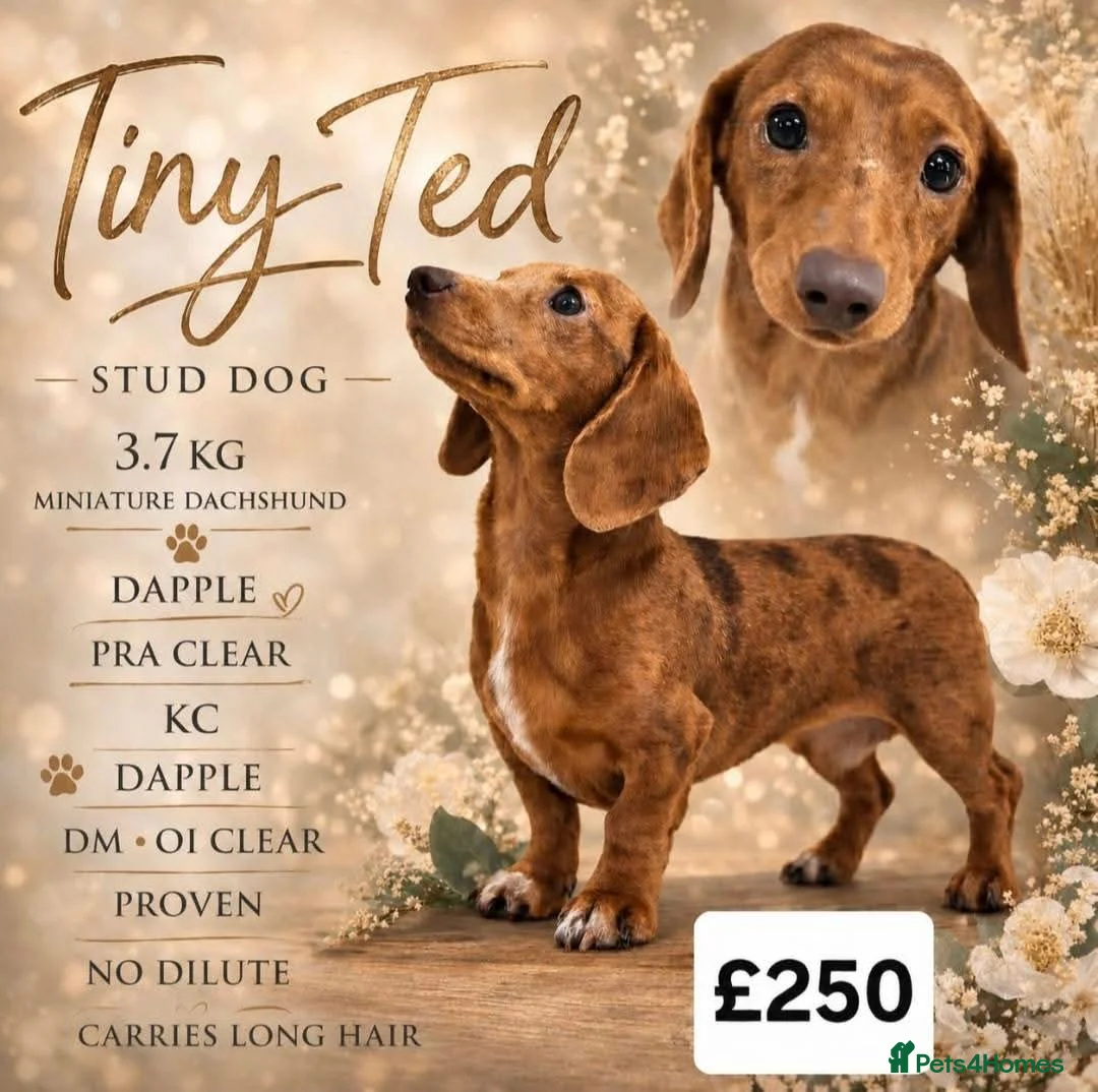 Miniature Dachshund dogs for sale: Miniature dachshund puppies for sale in spalding in Spalding - Advert 2