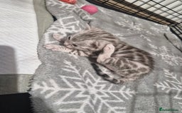 Bengal cats for sale: TICA Genetic & Health Tested Bengal Kittens  - Image 2