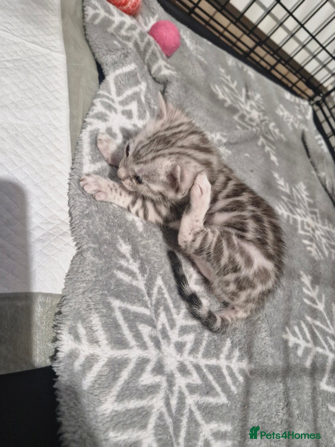 Bengal cats for sale: TICA Genetic & Health Tested Bengal Kittens  - Image 2