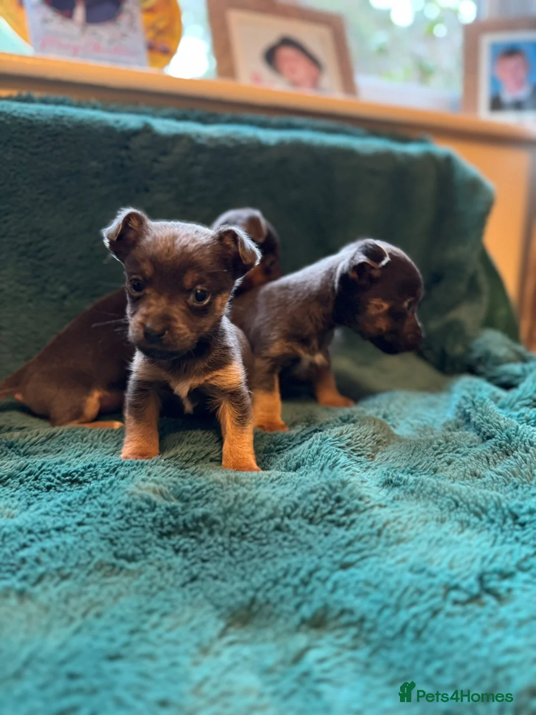 Jack Russell dogs for sale: Miniature much Wenlock puppies - Advert 14