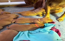 Labrador Retriever dogs for sale: Labrador puppies  - Advert 4