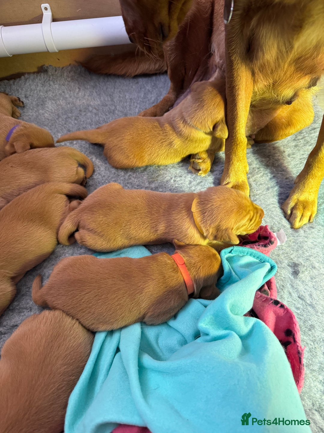 Labrador Retriever dogs for sale: Labrador puppies  - Advert 4