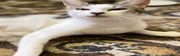 Mixed Breed cats for sale: Mom and baby boy - Advert 2