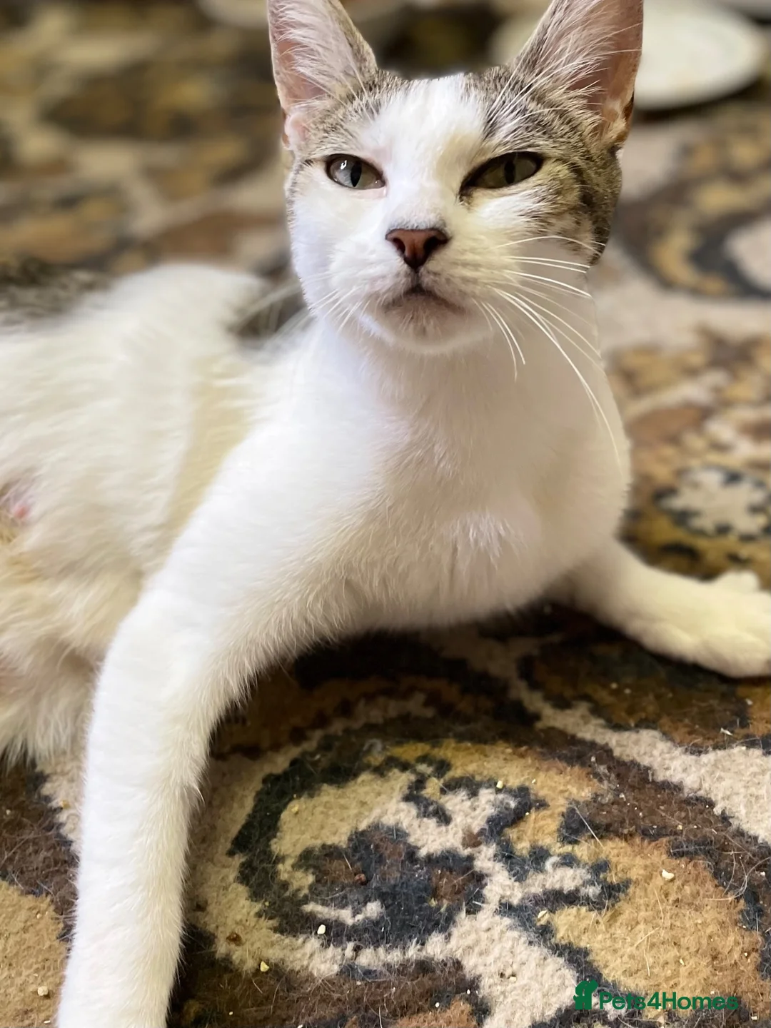 Mixed Breed cats for sale: Mom and baby boy - Advert 2
