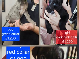 Great Dane dogs Great dane puppies - Advert 16