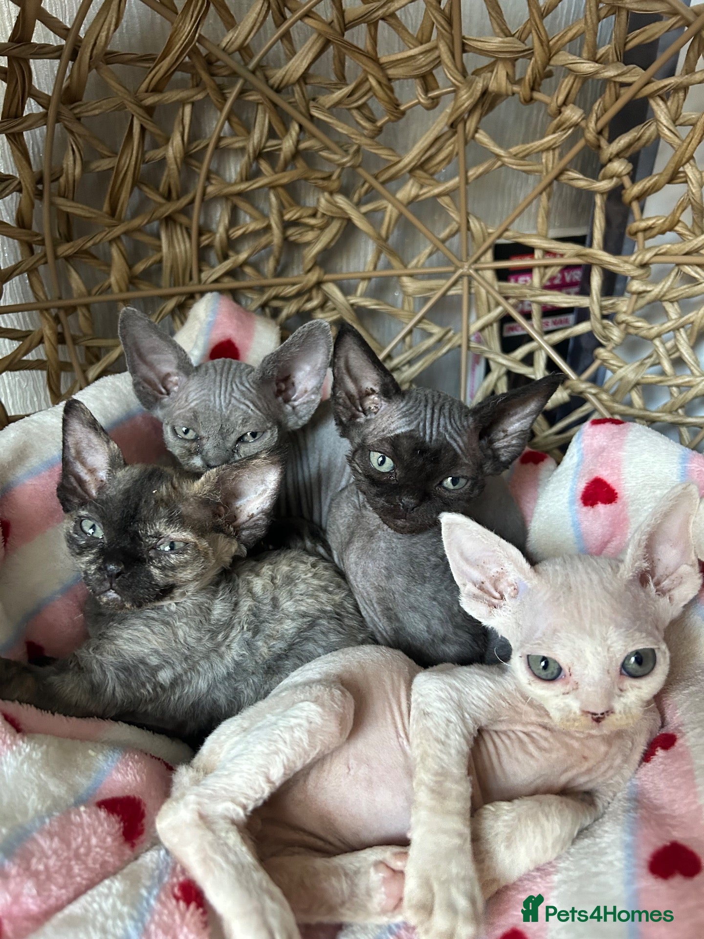 Devon Rex cats Gorgeous Devon Rex kittens - Advert 7