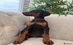 Dobermann dogs for sale: Healthy chunky European Doberman puppies - Image 9