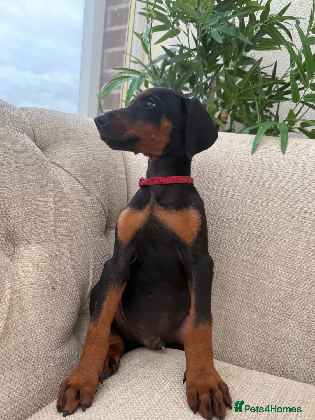 Dobermann dogs for sale: Healthy chunky European Doberman puppies - Image 9