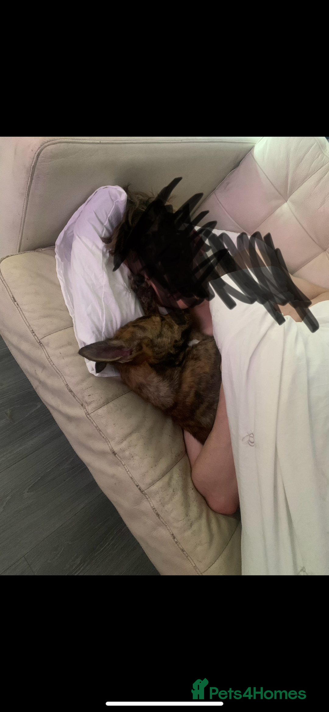 Mixed Breed dogs for sale: malinois x lurcher  - Advert 3