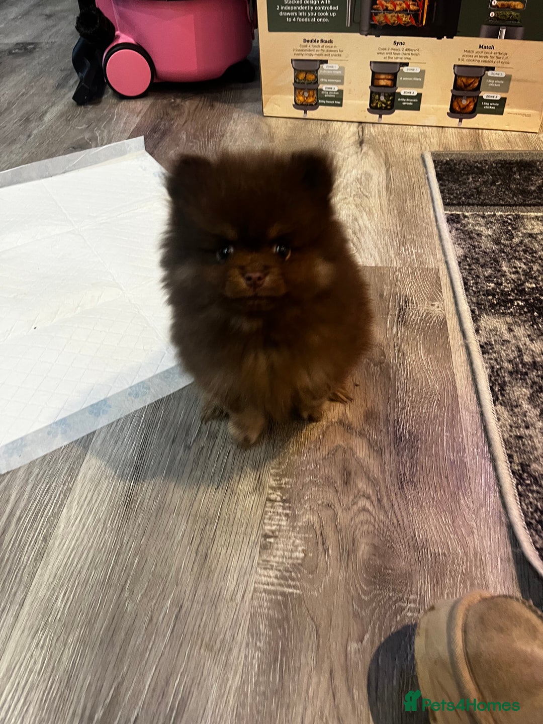 Pomeranian dogs for sale: READY NOW Super fluffy adorable Pomeranians  - Advert 13