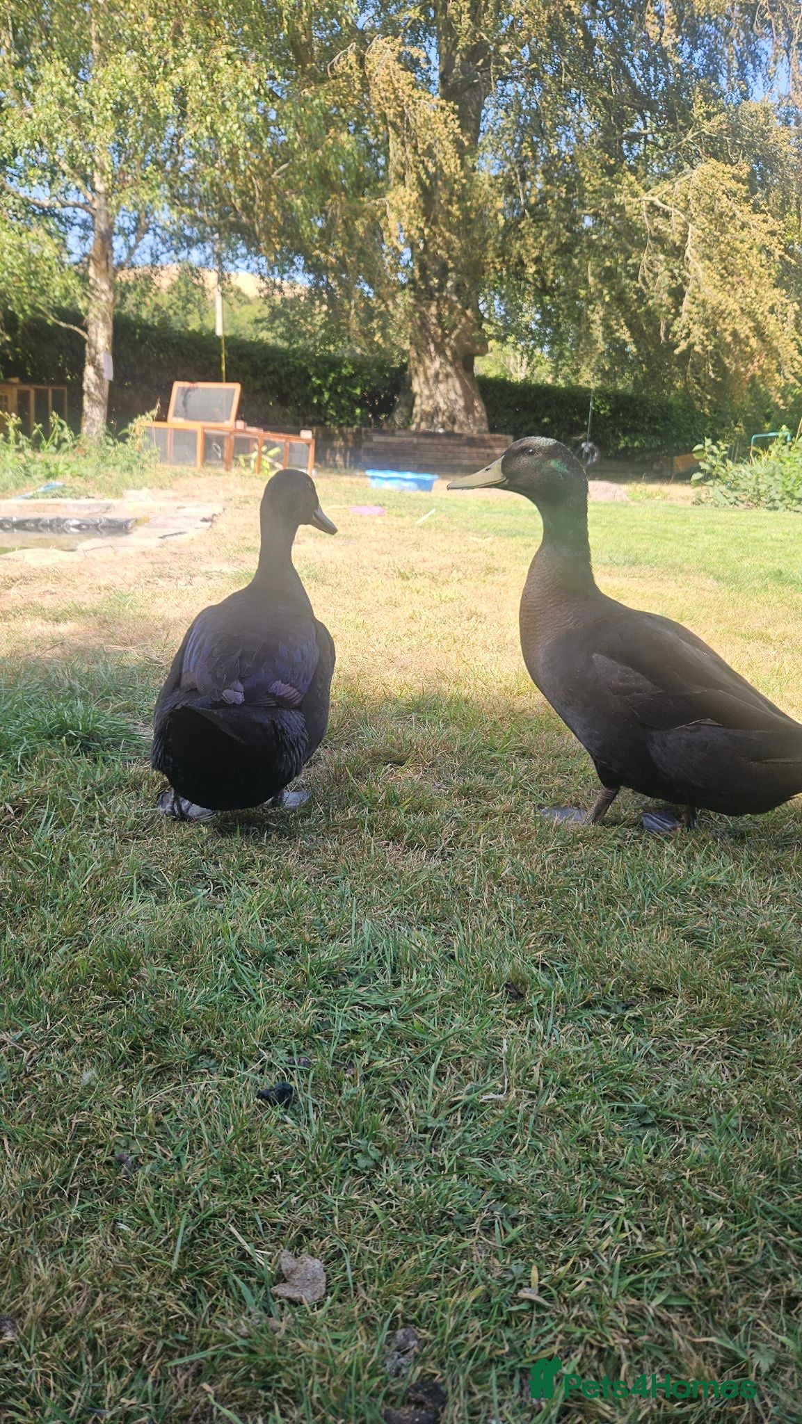 Ducks poultry 'Posh and pecks' runner x cayuga? Ducks!  - Advert 1