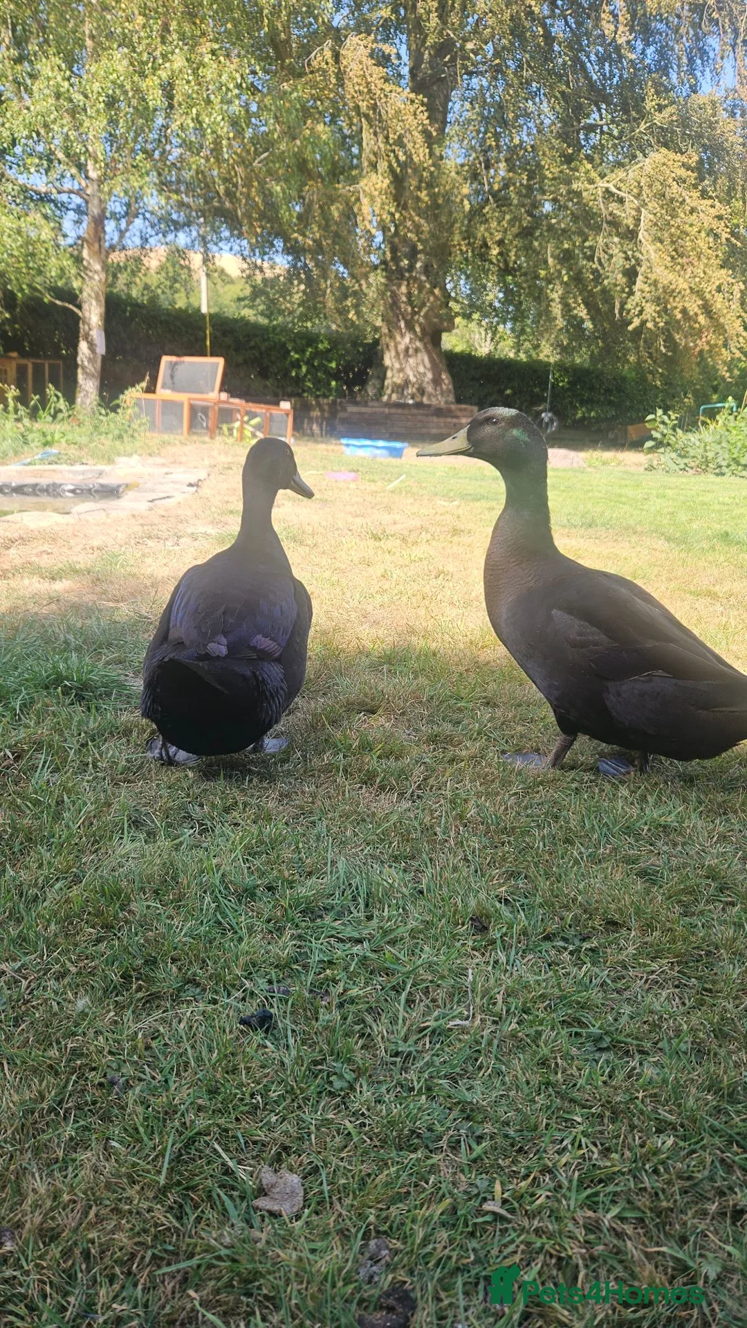 Ducks poultry for sale: 'Posh and pecks' runner x cayuga? Ducks!  - Advert 1