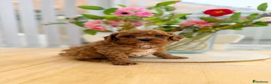Cavapoo Puppy 3