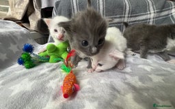 Ragdoll cats for sale: Stunning Ragdoll kittens super affectionate  - Image 3
