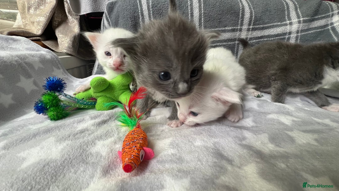 Ragdoll cats for sale: Stunning Ragdoll kittens super affectionate  - Image 3
