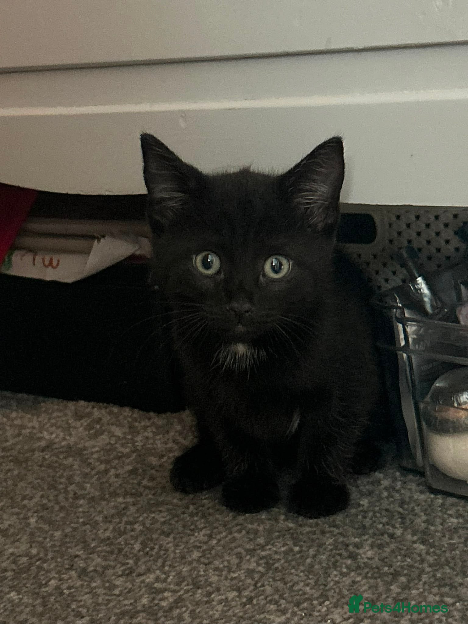 Mixed Breed cats Gorgeous Black Kitten £30 Ready Now  - Advert 2