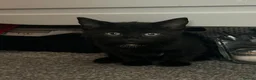 Mixed Breed cats for sale: Gorgeous Black Kitten £30 Ready Now  - Advert 1