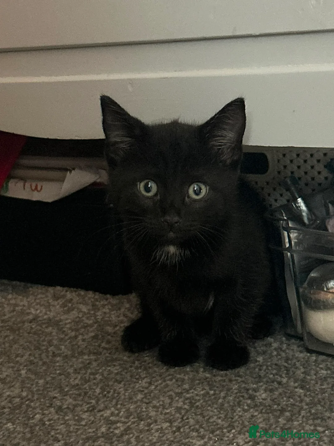 Mixed Breed cats for sale: Gorgeous Black Kitten £30 Ready Now  - Advert 1