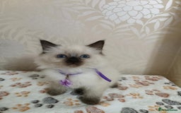 Ragdoll cats for sale: 8 beautiful Ragdoll cats - Image 12