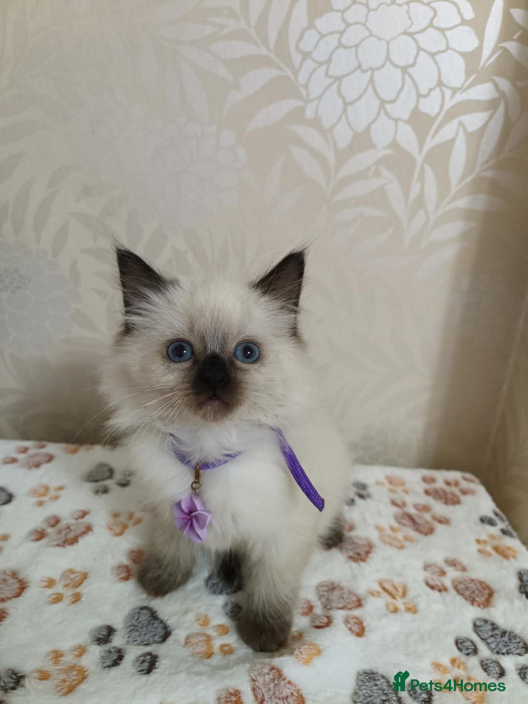 Ragdoll cats for sale: 8 beautiful Ragdoll cats - Image 12