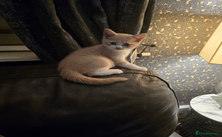 Mixed Breed cats - Advert 1