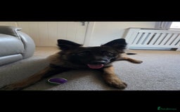 Mixed Breed dogs for sale: German shepard cross - Image 12
