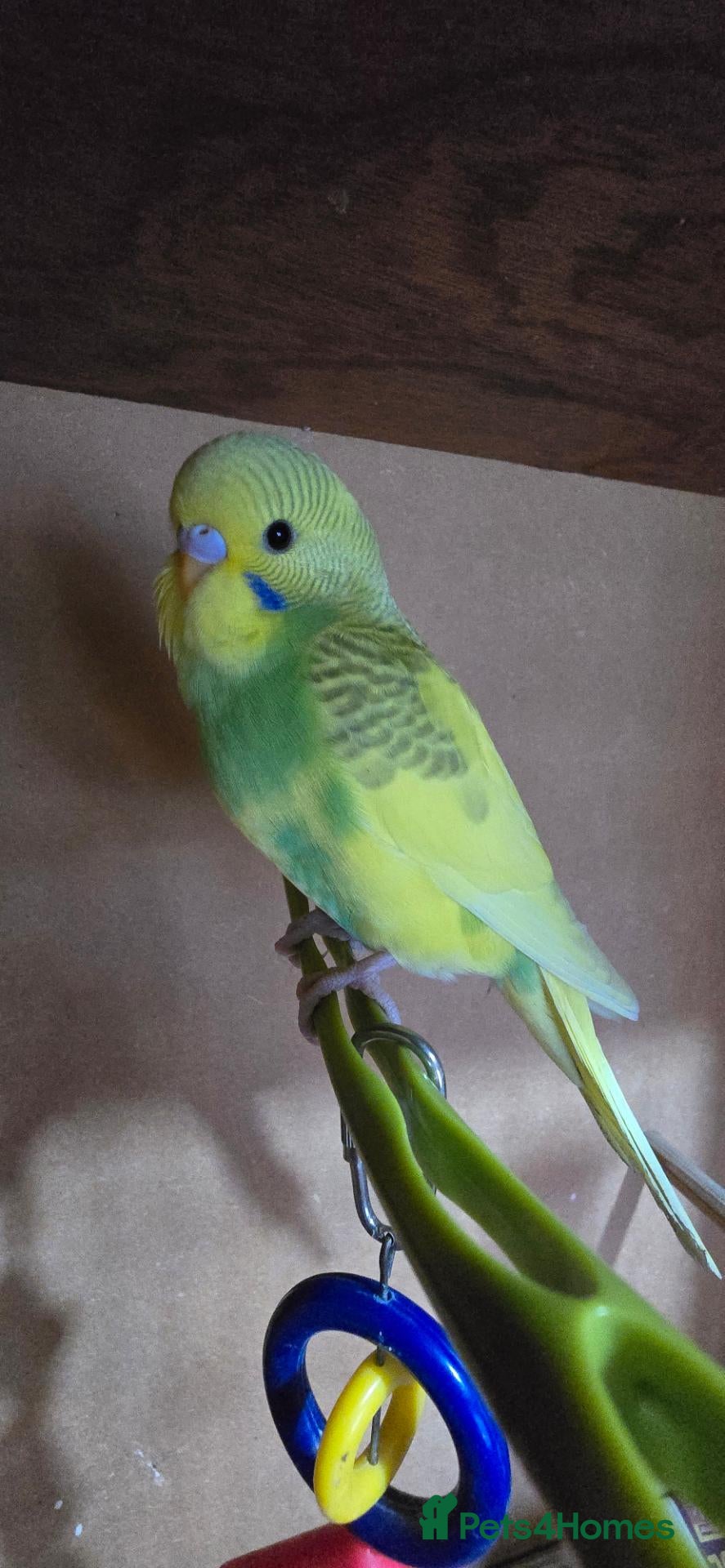 Budgerigars birds for sale: Gorgeous Baby Budgies - Advert 2