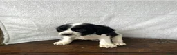 Cockapoo dogs for sale: Beautiful cockapoos⭐️ in Wisbech - Advert 8