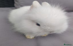 Lionhead rabbits for sale: 1 blue eyed white male left - Image 10