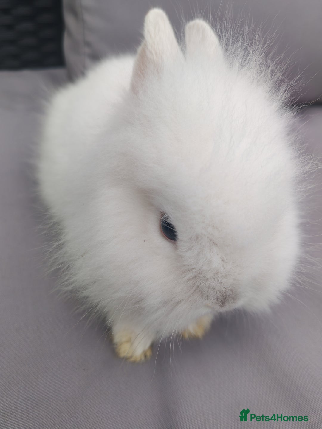 Lionhead rabbits for sale: 1 blue eyed white male left - Image 10