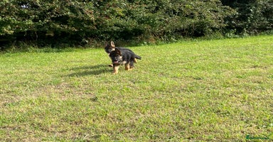 German Shepherd dogs - Advert 4